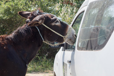 DONKEY CARE IN THE REGION SUMMER/ AUTUMN 2023